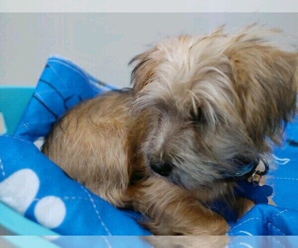 Medium Photo #4 Shorkie Tzu Puppy For Sale in MARIETTA, GA, USA