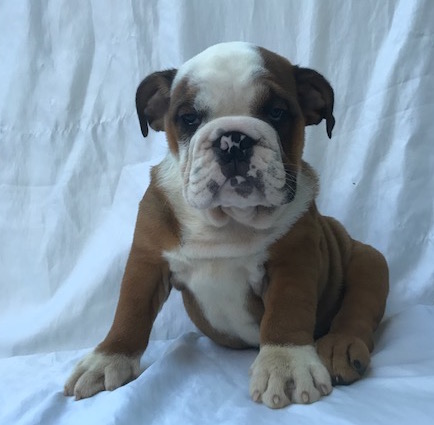 Medium Photo #1 Bulldog Puppy For Sale in SUMMERVILLE, SC, USA