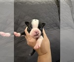 Small #1 Boston Terrier