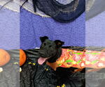 Small #1 Labrador Retriever-Spaniel Mix