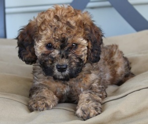 Doodle-Poodle (Miniature) Mix Puppy for sale in BETHLEHEM, PA, USA