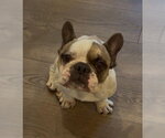 Small French Bulldog