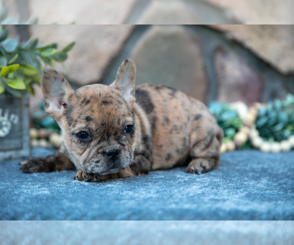 Medium Photo #17 French Bulldog Puppy For Sale in MILLERSBURG, OH, USA