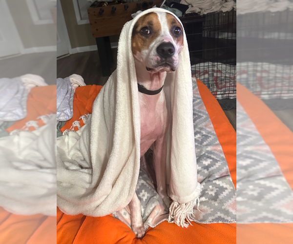 Medium Photo #1 Boxer-Unknown Mix Puppy For Sale in Decatur, GA, USA