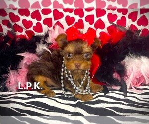 Yorkshire Terrier Puppy for sale in WINNSBORO, LA, USA