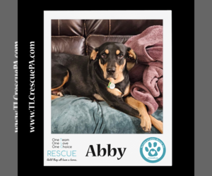 Black and Tan Coonhound-Labrador Retriever Mix Dogs for adoption in Kimberton, PA, USA