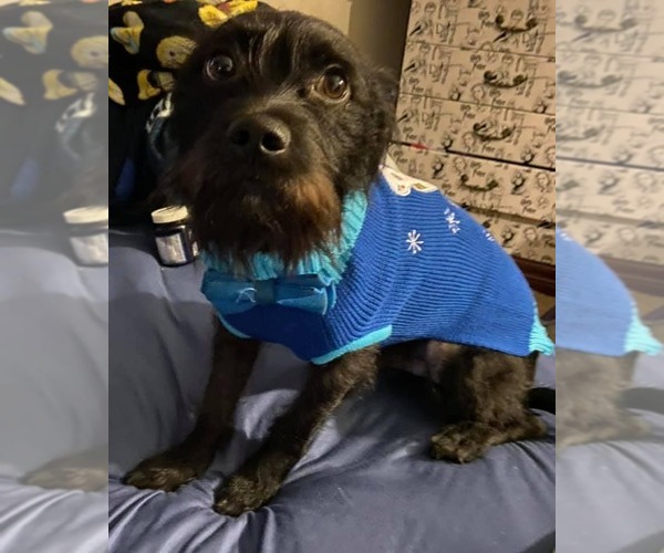 Medium Photo #1 Mutt Puppy For Sale in Escondido, CA, USA