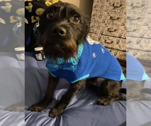 Mutt Dogs for adoption in Escondido, CA, USA