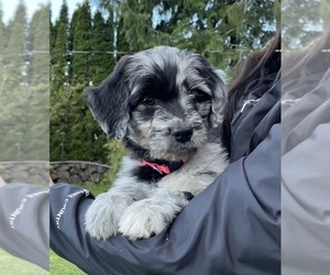 Medium Aussiedoodle