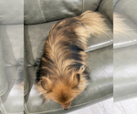 Small Photo #2 Pomeranian Puppy For Sale in ONTARIO, CA, USA