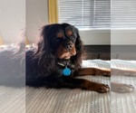 Small Photo #1 Cavalier King Charles Spaniel Puppy For Sale in NAMPA, ID, USA