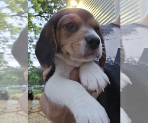 Beagle Puppy for sale in APPOMATTOX, VA, USA