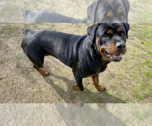 Mother of the Rottweiler puppies born on 07/04/2020