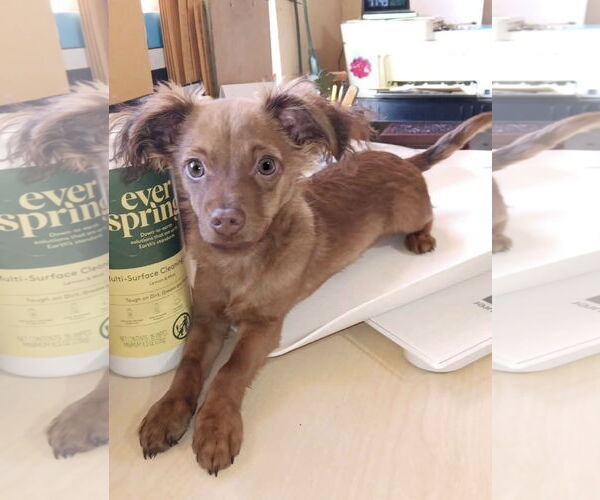 Medium Photo #1 Chiweenie Puppy For Sale in Grafton, WI, USA