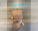 Small Photo #21 Golden Retriever Puppy For Sale in GIRARD, KS, USA