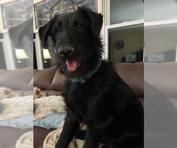 Medium Photo #1 Labradoodle Puppy For Sale in Farmington, MN, USA