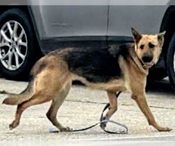 Medium Photo #1 German Shepherd Dog Puppy For Sale in Houston, TX, USA