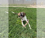 Small #2 American Staffordshire Terrier