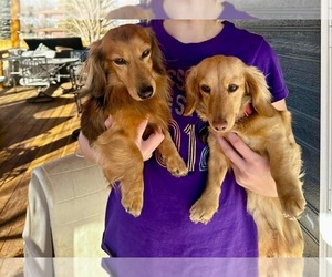 Father of the Dachshund puppies born on 07/25/2025