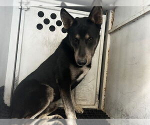 German Shepherd Dog Dogs for adoption in San Bernardino, CA, USA