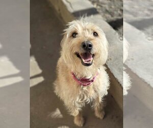 Lakeland Terrier-Unknown Mix Dogs for adoption in Phoenix, AZ, USA