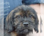 Small Photo #6 Cocker Spaniel-Dachshund Mix Puppy For Sale in Huntley, IL, USA