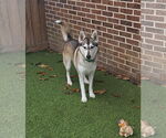 Small #3 Siberian Husky