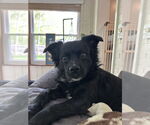 Small #2 Pug-Spaniel Mix