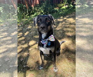 Labrador Retriever-Unknown Mix Dogs for adoption in Bellevue, WA, USA