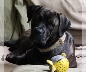 Mother of the American Mastiff-Boxer Mix puppies born on 11/13/2023