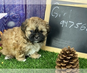 ShihPoo Puppy for sale in CASSVILLE, MO, USA