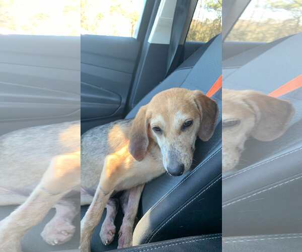 Medium Photo #4  Puppy For Sale in , 