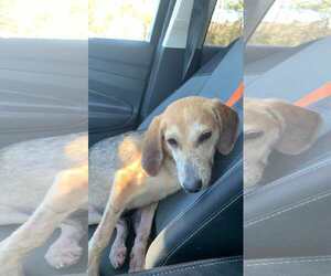 Beagle-Unknown Mix Dogs for adoption in Mount Pleasant, SC, USA