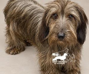 Mother of the Dachshund puppies born on 08/09/2026