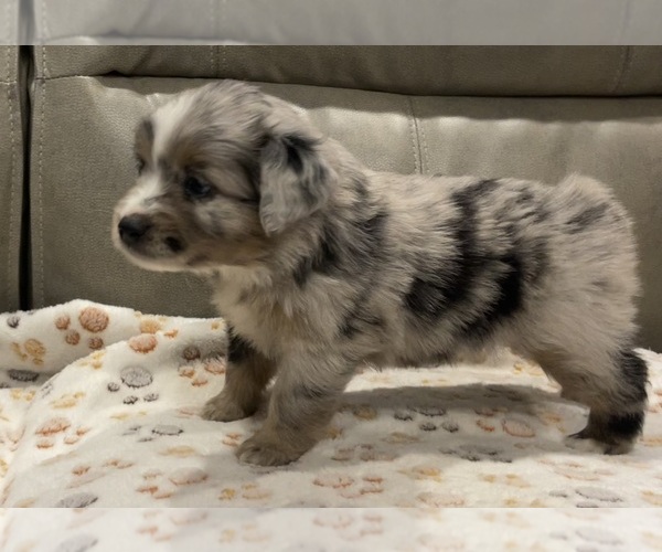 Medium Photo #15 Miniature Australian Shepherd Puppy For Sale in TERRELL, TX, USA