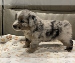 Small Photo #15 Miniature Australian Shepherd Puppy For Sale in TERRELL, TX, USA