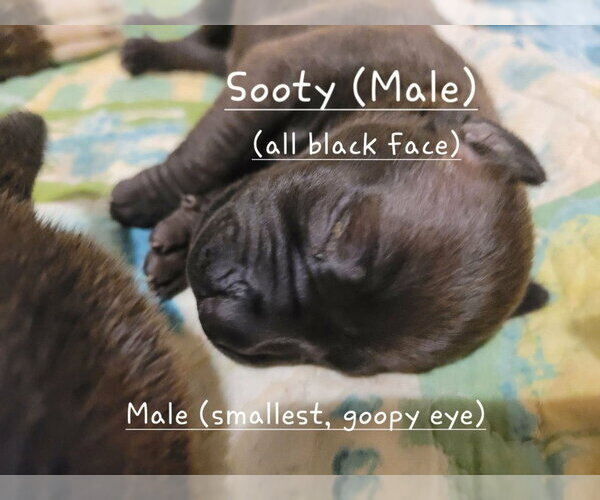 Medium Photo #2 Mutt Puppy For Sale in Wenonah, NJ, USA