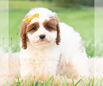 Small #4 Cavapoo (Miniature)