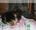 Puppy Ferris German Shepherd Dog