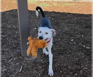 American Pit Bull Terrier-Unknown Mix Dogs for adoption in Denver, CO, USA