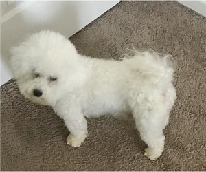 Mother of the Bichon Frise puppies born on 04/05/2019