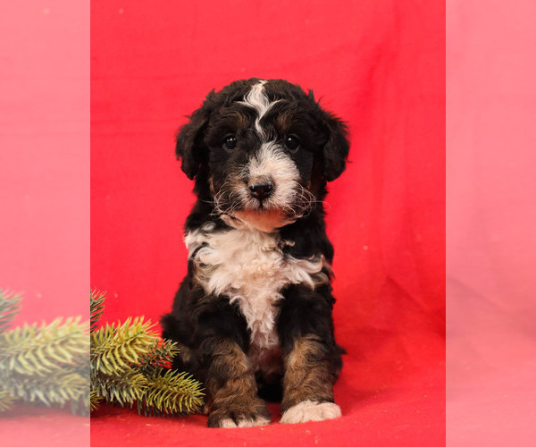 Medium Photo #1 Bernedoodle Puppy For Sale in MILLERSBURG, PA, USA