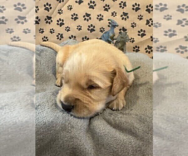Medium Photo #4 Golden Retriever Puppy For Sale in PANA, IL, USA