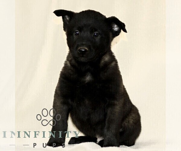 Medium Photo #1 Belgian Malinois Puppy For Sale in RONKS, PA, USA