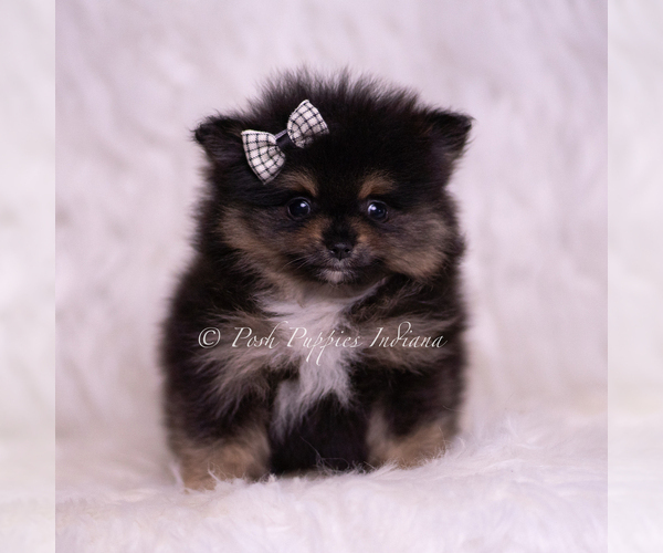Medium Photo #8 Pomeranian Puppy For Sale in WARSAW, IN, USA
