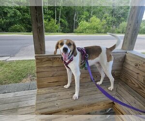 Mutt Dogs for adoption in Spring Lake, NC, USA