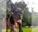 Small Photo #1 French Bulldog Puppy For Sale in DIMONDALE, MI, USA