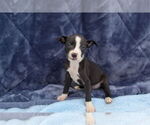 Small #3 American Pit Bull Terrier Mix