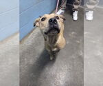 Small #1 American Pit Bull Terrier Mix