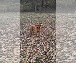Small #5 Coonhound Mix